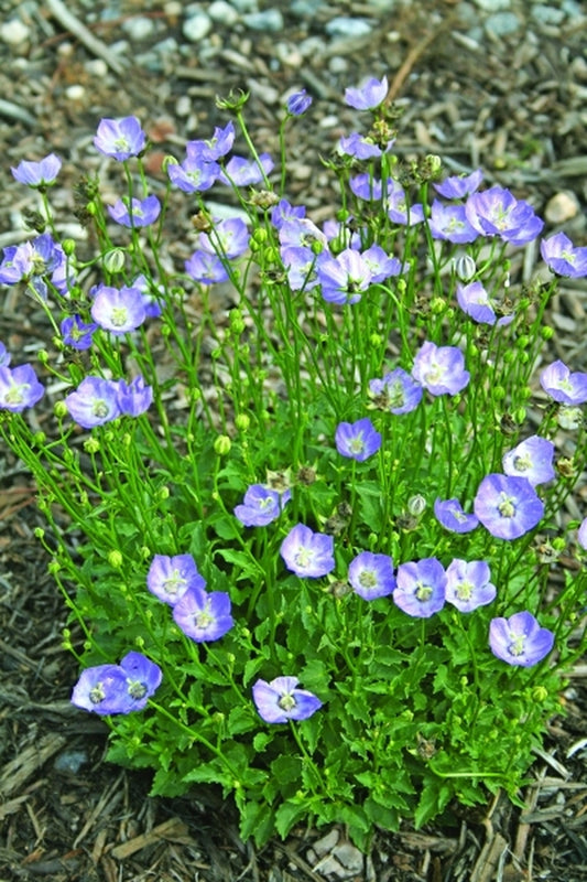 Image of Campanula 'Samantha'|Juniper Level Botanic Gdn, NC|JLBG
