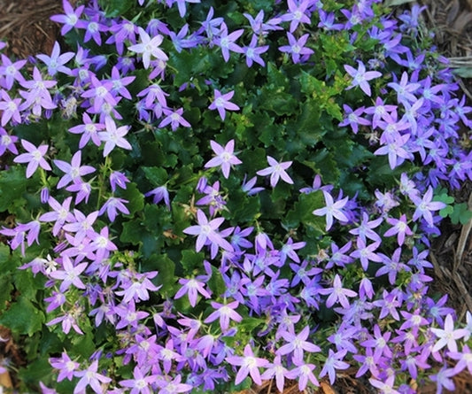 Image of Campanula poscharskyana 'Stella'|Juniper Level Botanic Gdn, NC|JLBG