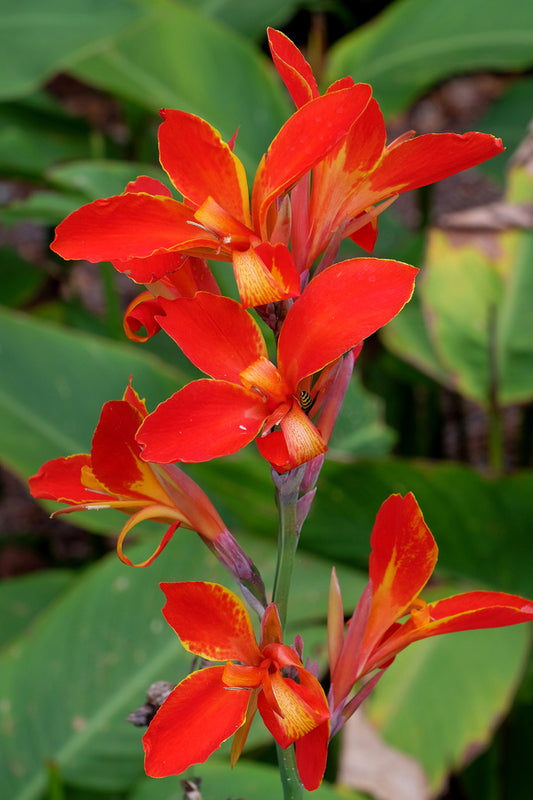Image of Canna 'Flaming Kabobs'taken at Juniper Level Botanic Gdn, NC by JLBG