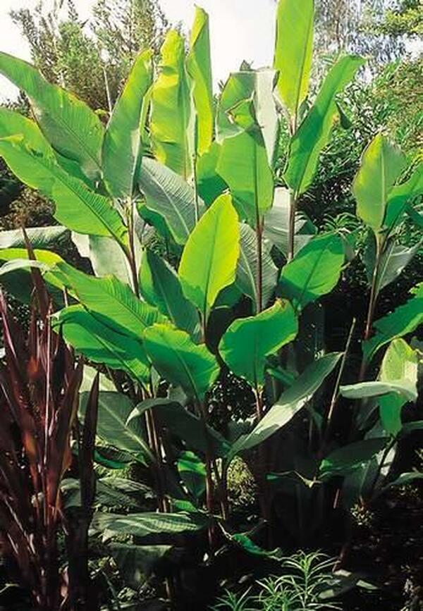 Image of Canna 'Musaefolia'|Juniper Level Botanic Gdn, NC|JLBG