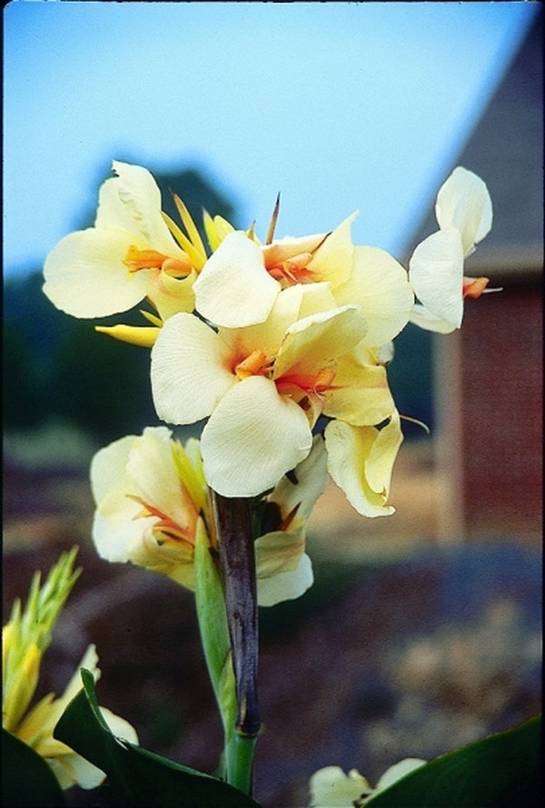 canna lily white Canna generalis Ambassador