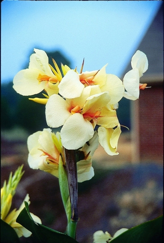 Image of Canna x generalis 'Ambassador'|Juniper Level Botanic Gdn, NC|JLBG