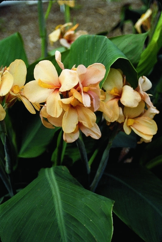 Image of Canna x generalis 'Apricot Dream'|Juniper Level Botanic Gdn, NC|JLBG