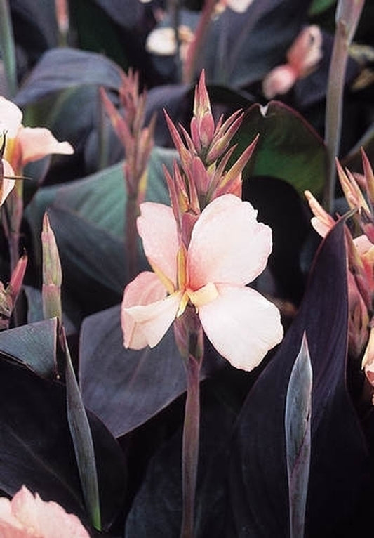 Image of Canna x generalis 'Constitution'|Juniper Level Botanic Gdn, NC|JLBG