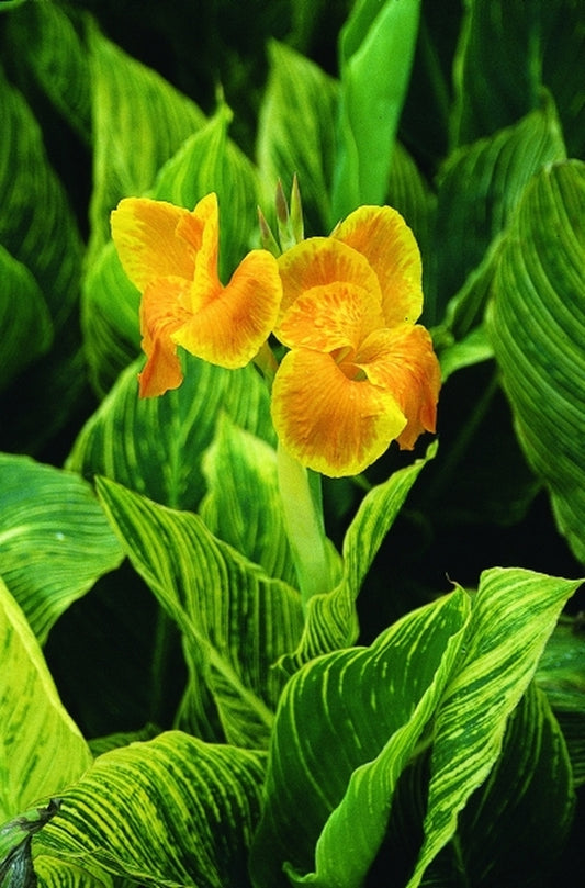 Image of Canna x generalis 'Mactro' PP 13,809|Juniper Level Botanic Gdn, NC|JLBG
