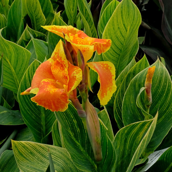 Image of Canna x generalis 'Orange Tiger'|Juniper Level Botanic Gdn, NC|JLBG