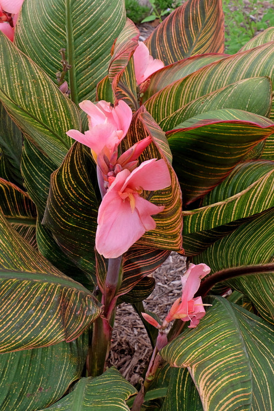 Image of Canna x generalis 'Pink Sunburst'|Juniper Level Botanic Gdn, NC|JLBG