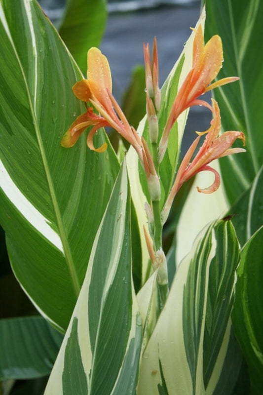 Image of Canna x generalis 'Stuttgart'|Juniper Level Botanic Gdn, NC|JLBG