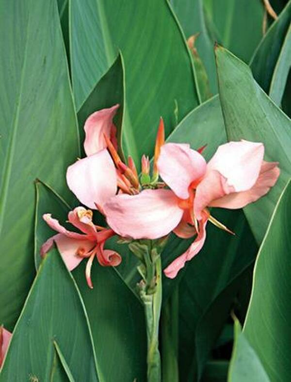 thai lily flower Canna generalis Thai One On