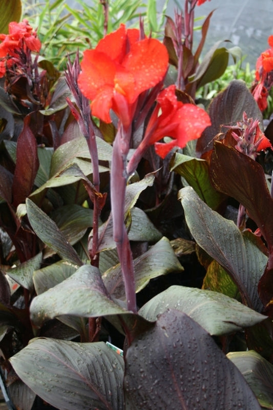 Image of Canna x generalis 'Tropicanna Black' PP 21,350|Juniper Level Botanic Gdn, NC|JLBG