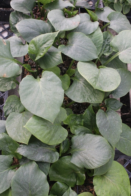 Image of Cardiocrinum giganteum var. yunnanense||