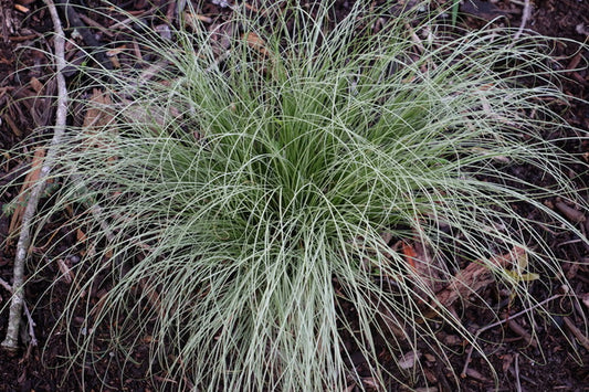Image of Carex comans 'Amazon Mist'|Juniper Level Botanic Gdn, NC|JLBG