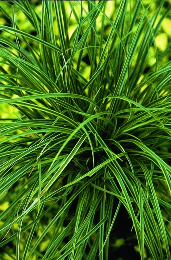 Image of Carex dolichostachya 'Kaga Nishiki'|Juniper Level Botanic Gdn, NC|JLBG