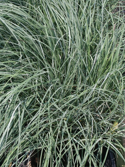 Image of Carex flacca 'Blue Zinger'|Juniper Level Botanic Gdn, NC|JLBG