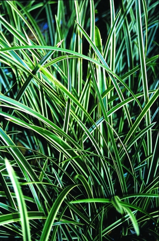 Image of Carex morrowii 'Ice Dance'|Juniper Level Botanic Gdn, NC|JLBG