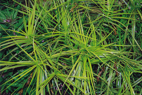 palm sedge plant Learn about Carex muskingumensis 'Oehme' | Oehme's Variegated Palm Sedge