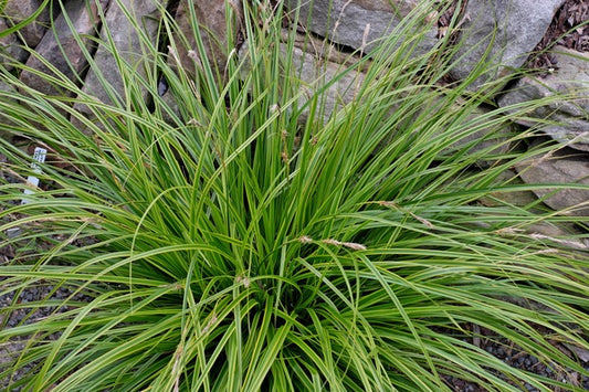 Image of Carex oshimensis 'Everlime' PP 25,622|Juniper Level Botanic Gdn, NC|JLBG