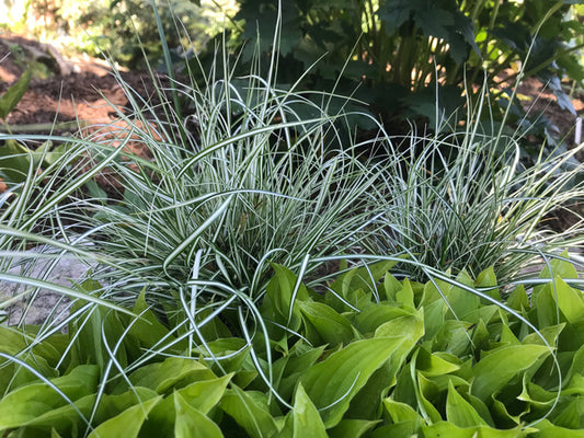 Image of Carex oshimensis 'Everlite' PP 28.568|Juniper Level Botanic Gdn, NC|C. Hardison