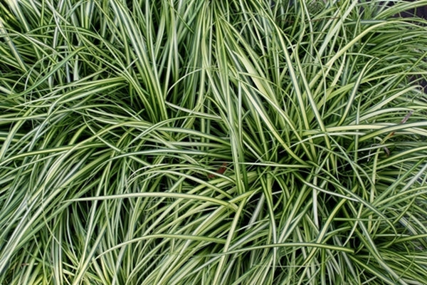 Image of Carex oshimensis 'Eversheen' PP 25,938|Juniper Level Botanic Gdn, NC|JLBG