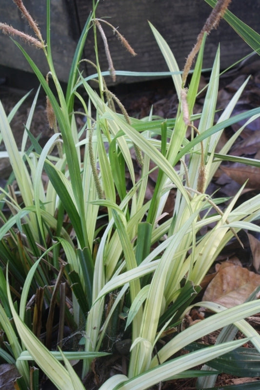 Image of Carex pendula 'Moonraker'|Juniper Level Botanic Gdn, NC|JLBG