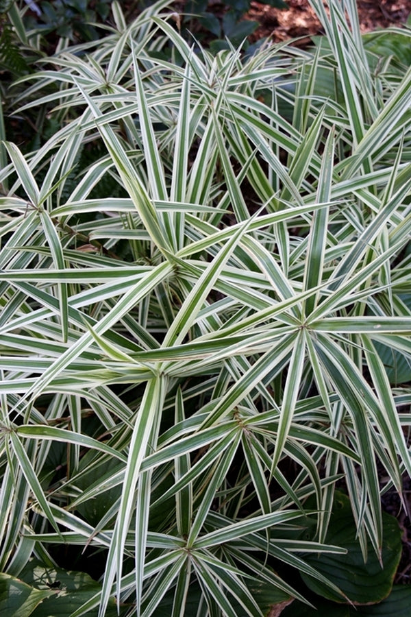 sparkler air plant Learn about Carex phyllocephala 'Sparkler' | Sparkler Sedge
