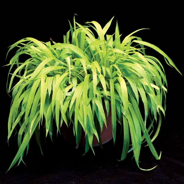 Image of Carex siderosticta 'Lemon Zest' PP 14,463|Terra Nova Nurseries, OR|Terra Nova Nurseries