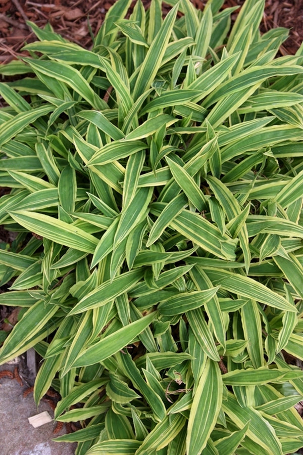 Image of Carex siderosticta var. pilosa 'Shima-nishiki'||