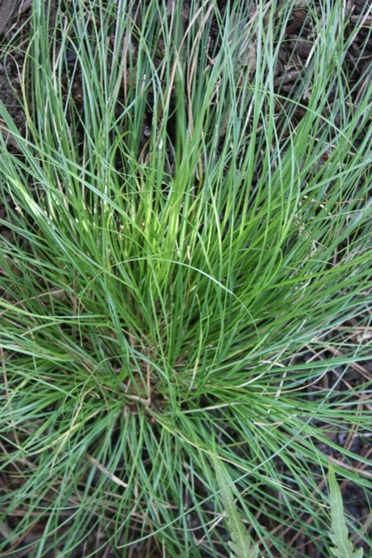 Image of Carex texensis|Juniper Level Botanic Gdn, NC|JLBG