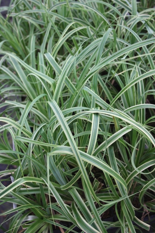 Image of Carex trifida 'Rekohu Sunrise' PP 20,512|Juniper Level Botanic Gdn, NC|JLBG