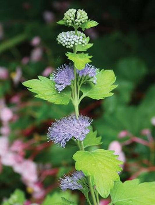 Image of Caryopteris x clandonensis 'Lisaura' PP 20,608|Juniper Level Botanic Gdn, NC|JLBG