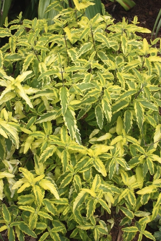 Image of Caryopteris x clandonensis 'Summer Sorbet' PP 15,935|Juniper Level Botanic Gdn, NC|JLBG