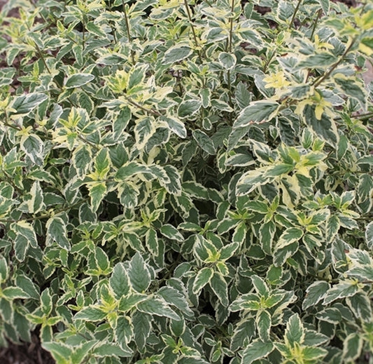 Image of Caryopteris x clandonensis 'White Surprise' PP 21,146|Juniper Level Botanic Gdn, NC|JLBG