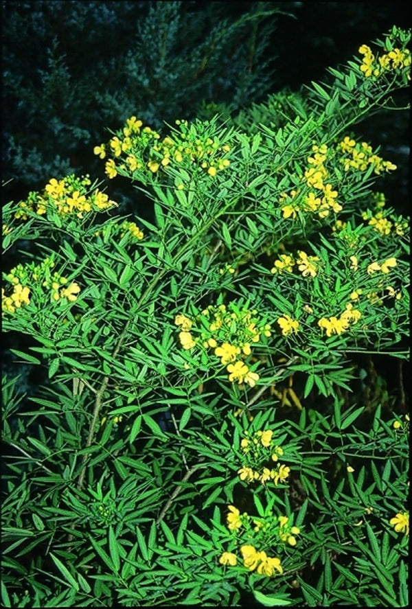 Image of Cassia corymbosa|Juniper Level Botanic Gdn, NC|JLBG