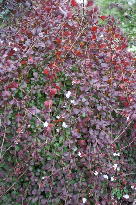Image of Ceratostigma griffithii 'Snow Flurries'|Juniper Level Botanic Gdn, NC|JLBG