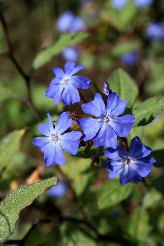 Image of Ceratostigma griffithii|Juniper Level Botanic Gdn, NC|JLBG