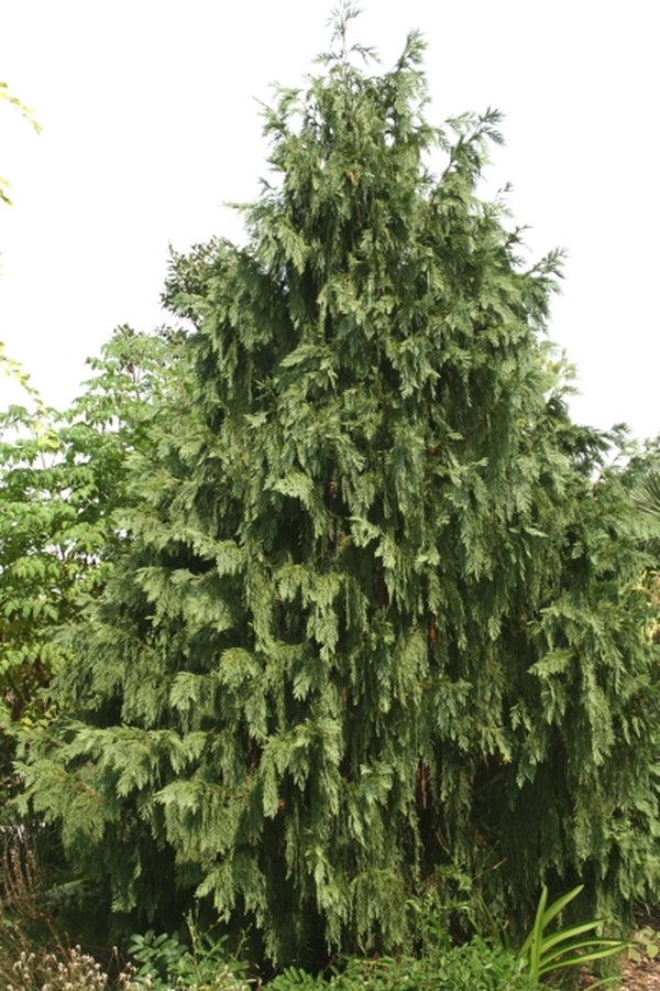 Image of Chamaecyparis nootkatensis 'Glauca Pendula'|Juniper Level Botanic Gdn, NC|JLBG