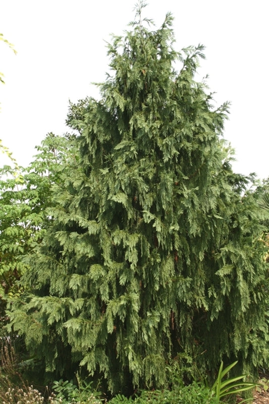 Image of Chamaecyparis nootkatensis 'Glauca Pendula'|Juniper Level Botanic Gdn, NC|JLBG