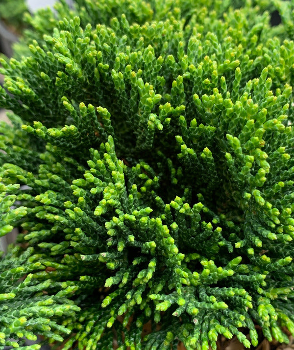 Image of Chamaecyparis obtusa 'Just Dandy'|Juniper Level Botanic Gdn, NC|C. Hardison