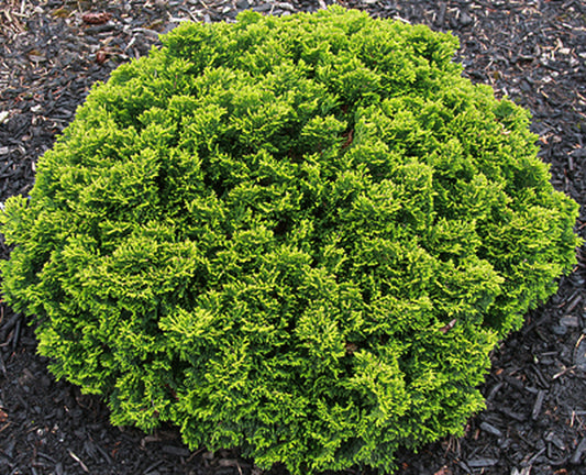 Image of Chamaecyparis obtusa 'Just Dandy'|Iseli Nursery|Iseli Nursery
