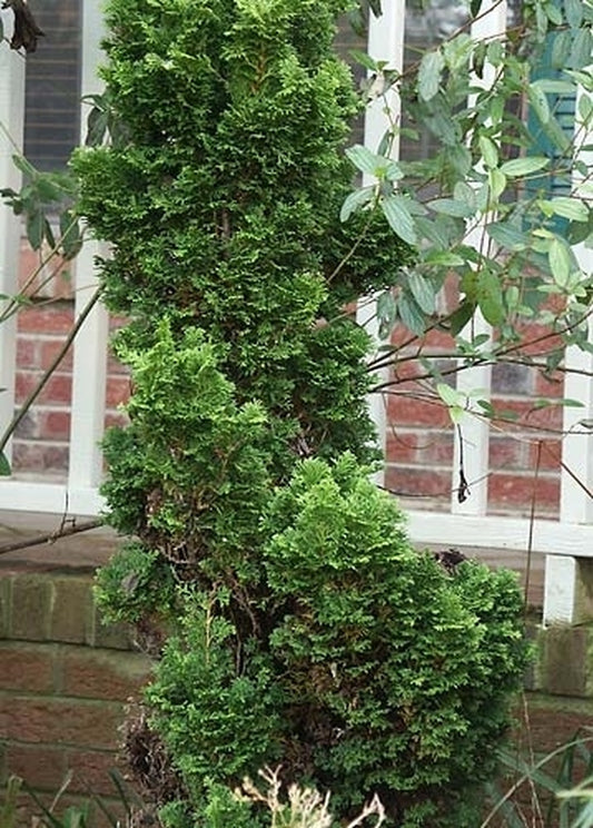 Image of Chamaecyparis obtusa 'Little Markey'|Juniper Level Botanic Gdn, NC|JLBG