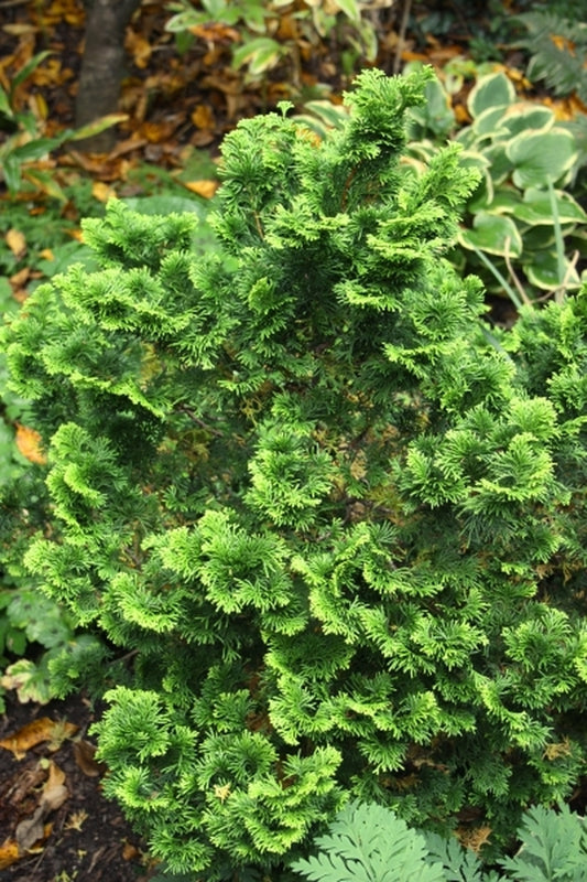 Image of Chamaecyparis obtusa 'Lynn's Golden'|Juniper Level Botanic Gdn, NC|JLBG