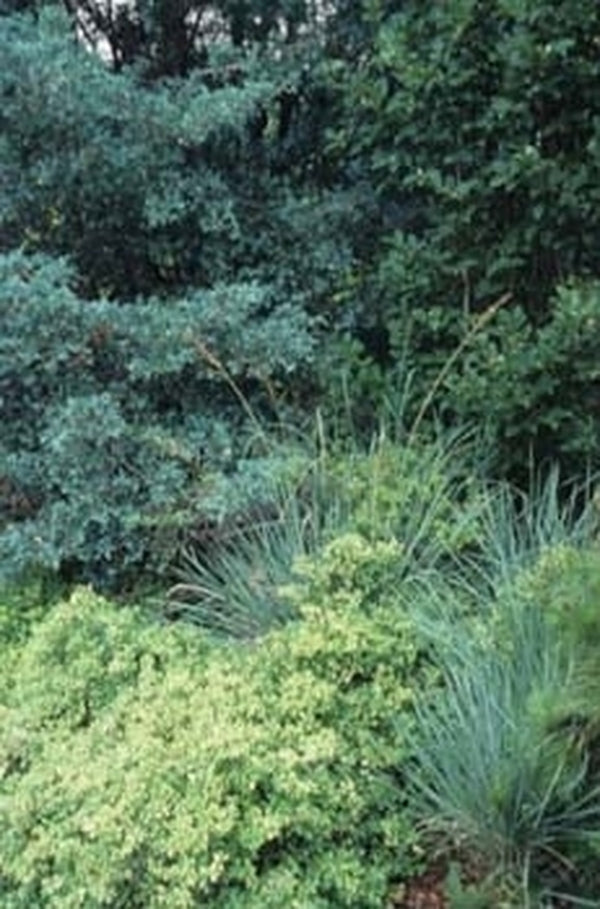 Image of Chamaecyparis thyoides 'Glauca Pendula'|Juniper Level Botanic Gdn, NC|JLBG