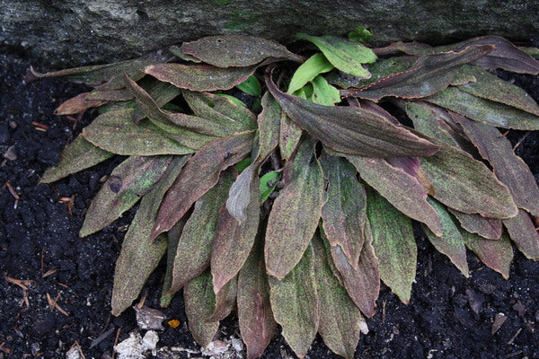 Image of Chamaelirium japonicum|Juniper Level Botanic Gdn, NC|
