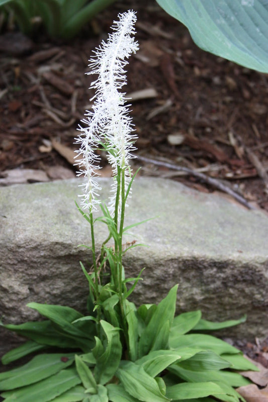 Image of Chamaelirium japonicum|Juniper Level Botanic Gdn, NC|