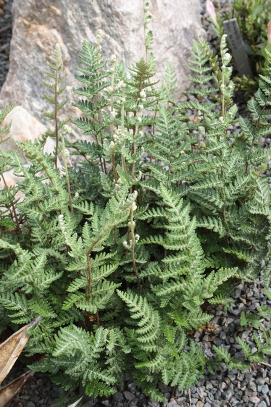 Image of Cheilanthes eckloniana coll. #A1SA-073|Juniper Level Botanic Gdn, NC|JLBG