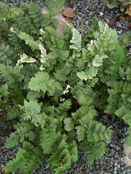 Image of Cheilanthes eckloniana coll. #A1SA-157|Juniper Level Botanic Gdn, NC|JLBG