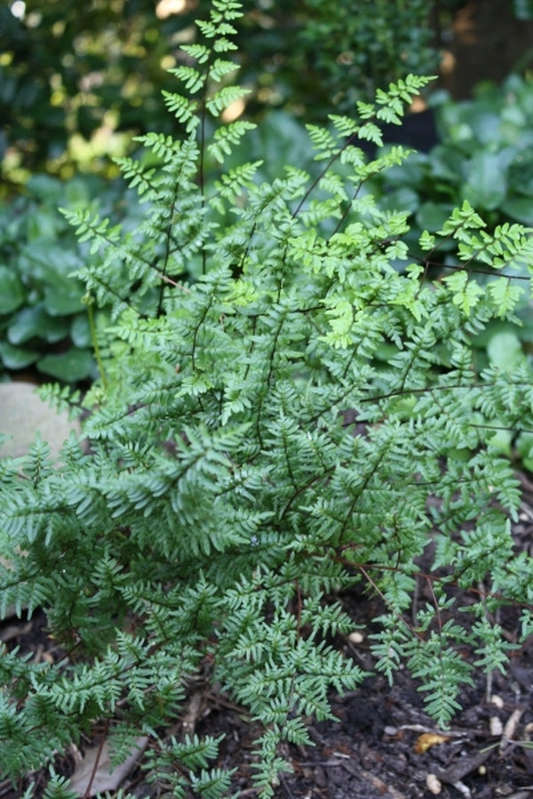 Image of Cheilanthes quadripinnata coll. #A1SA-199|Juniper Level Botanic Gdn, NC|JLBG
