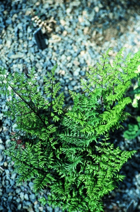 Image of Cheilanthes quadripinnata|Juniper Level Botanic Gdn, NC|JLBG