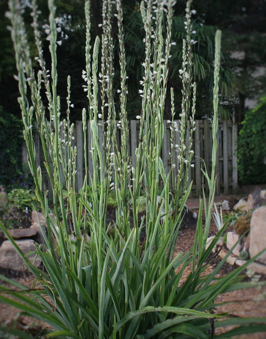 Image of Chlorophytum colubrinum||