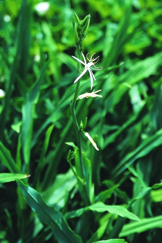Image of Chlorophytum major|Juniper Level Botanic Gdn, NC|JLBG